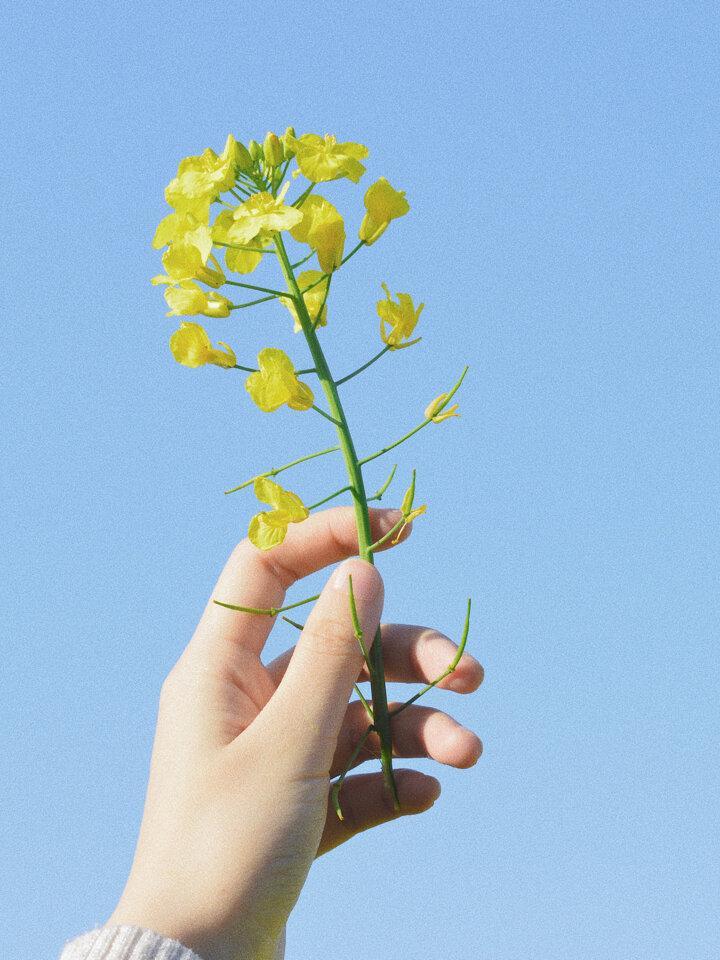 油菜花海怎么拍,9个拍照姿势,轻松拍出好看氛围感